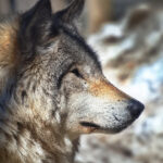 2025118期双色球开奖结果最新公布 dxzqe7j2m